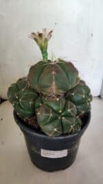 GYMNOCALYCIUM HORSTII "Colônia" Nº 578 – vaso 20 - Imagem 8