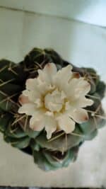 GYMNOCALYCIUM HORSTII "Colônia" Nº 578 – vaso 20 - Imagem 3