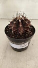 GYMNOCALYCIUM Mihanovichii Purple Nº 602 – vaso 09 - Imagem 8