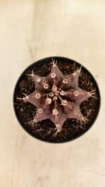 GYMNOCALYCIUM Mihanovichii Purple Nº 602 – vaso 09 - Imagem 3