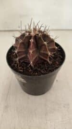 GYMNOCALYCIUM Mihanovichii Purple Nº 602 – vaso 09 - Imagem 7