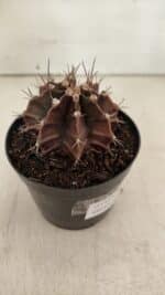 GYMNOCALYCIUM Mihanovichii Purple Nº 602 – vaso 09 - Imagem 6