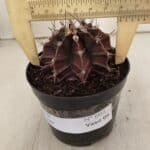 GYMNOCALYCIUM Mihanovichii Purple Nº 602 – vaso 09