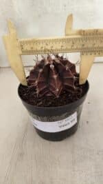 GYMNOCALYCIUM Mihanovichii Purple Nº 602 – vaso 09