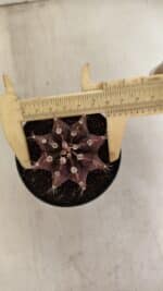 GYMNOCALYCIUM Mihanovichii Purple Nº 602 – vaso 09 - Imagem 5