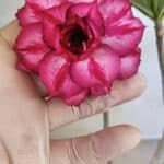 Planta Dobrada 3701 – 35cm – 03 anos