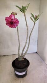 Planta Dobrada 3701 – 35cm – 03 anos - Imagem 2