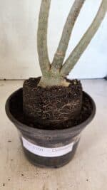 Planta Dobrada 3701 – 35cm – 03 anos - Imagem 6