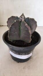 MATRIZ ASTROPHYTUM cv KIKKO Nº 1140 – vaso 15 - Imagem 2