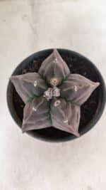 MATRIZ ASTROPHYTUM cv KIKKO Nº 1140 – vaso 15 - Imagem 3