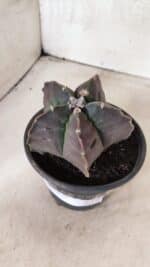 MATRIZ ASTROPHYTUM cv KIKKO Nº 1140 – vaso 15 - Imagem 8