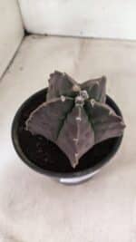 MATRIZ ASTROPHYTUM cv KIKKO Nº 1140 – vaso 15 - Imagem 7