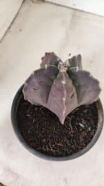 MATRIZ ASTROPHYTUM cv KIKKO Nº 1140 – vaso 15 - Imagem 6