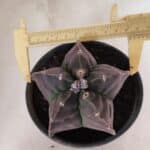 MATRIZ ASTROPHYTUM cv KIKKO Nº 1140 – vaso 15