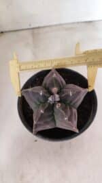 MATRIZ ASTROPHYTUM cv KIKKO Nº 1140 – vaso 15