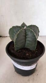 MATRIZ ASTROPHYTUM cv KIKKO Nº 1141 – vaso 15 - Imagem 2