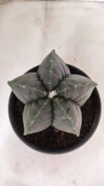 MATRIZ ASTROPHYTUM cv KIKKO Nº 1141 – vaso 15 - Imagem 3