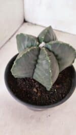 MATRIZ ASTROPHYTUM cv KIKKO Nº 1141 – vaso 15 - Imagem 9