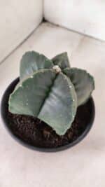 MATRIZ ASTROPHYTUM cv KIKKO Nº 1141 – vaso 15 - Imagem 7