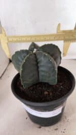 MATRIZ ASTROPHYTUM cv KIKKO Nº 1141 – vaso 15 - Imagem 4