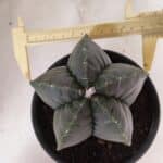MATRIZ ASTROPHYTUM cv KIKKO Nº 1141 – vaso 15