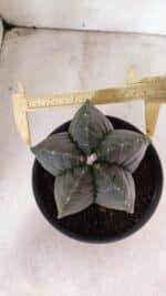 MATRIZ ASTROPHYTUM cv KIKKO Nº 1141 – vaso 15