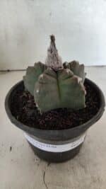 MATRIZ ASTROPHYTUM cv KIKKO Nº 1142 – vaso 15 - Imagem 2