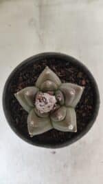 MATRIZ ASTROPHYTUM cv KIKKO Nº 1142 – vaso 15 - Imagem 9