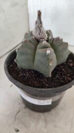 MATRIZ ASTROPHYTUM cv KIKKO Nº 1142 – vaso 15 - Imagem 8