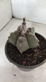 MATRIZ ASTROPHYTUM cv KIKKO Nº 1142 – vaso 15 - Imagem 7