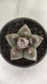 MATRIZ ASTROPHYTUM cv KIKKO Nº 1142 – vaso 15 - Imagem 3