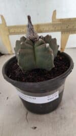 MATRIZ ASTROPHYTUM cv KIKKO Nº 1142 – vaso 15 - Imagem 4