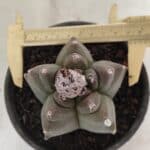MATRIZ ASTROPHYTUM cv KIKKO Nº 1142 – vaso 15