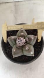 MATRIZ ASTROPHYTUM cv KIKKO Nº 1142 – vaso 15