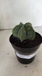 MATRIZ ASTROPHYTUM cv KIKKO Nº 1143 – vaso 15 - Imagem 2