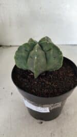 MATRIZ ASTROPHYTUM cv KIKKO Nº 1143 – vaso 15 - Imagem 10