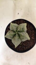 MATRIZ ASTROPHYTUM cv KIKKO Nº 1143 – vaso 15 - Imagem 9