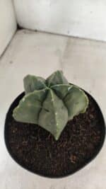 MATRIZ ASTROPHYTUM cv KIKKO Nº 1143 – vaso 15 - Imagem 8