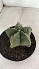 MATRIZ ASTROPHYTUM cv KIKKO Nº 1143 – vaso 15 - Imagem 7