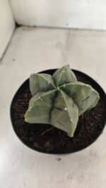 MATRIZ ASTROPHYTUM cv KIKKO Nº 1143 – vaso 15 - Imagem 6