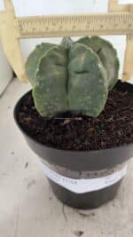 MATRIZ ASTROPHYTUM cv KIKKO Nº 1143 – vaso 15 - Imagem 4