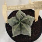 MATRIZ ASTROPHYTUM cv KIKKO Nº 1143 – vaso 15