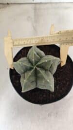 MATRIZ ASTROPHYTUM cv KIKKO Nº 1143 – vaso 15