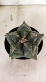 MATRIZ ASTROPHYTUM cv KIKKO Nº 1144 – vaso 15 - Imagem 3