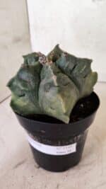 MATRIZ ASTROPHYTUM cv KIKKO Nº 1144 – vaso 15 - Imagem 9