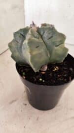 MATRIZ ASTROPHYTUM cv KIKKO Nº 1144 – vaso 15 - Imagem 8