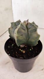 MATRIZ ASTROPHYTUM cv KIKKO Nº 1144 – vaso 15 - Imagem 7