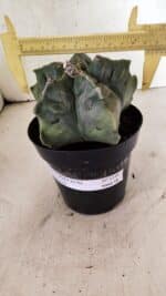 MATRIZ ASTROPHYTUM cv KIKKO Nº 1144 – vaso 15 - Imagem 4