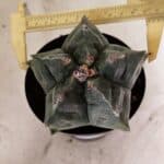 MATRIZ ASTROPHYTUM cv KIKKO Nº 1144 – vaso 15