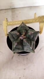 MATRIZ ASTROPHYTUM cv KIKKO Nº 1144 – vaso 15